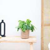 Product afbeelding 4