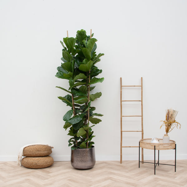 Ficus Lyrata struik XXL - 200cm kopen bij Green Bubble