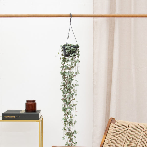 Hangplant Ceropegia Linearis 'Woodii' - 30cm kopen bij Green Bubble