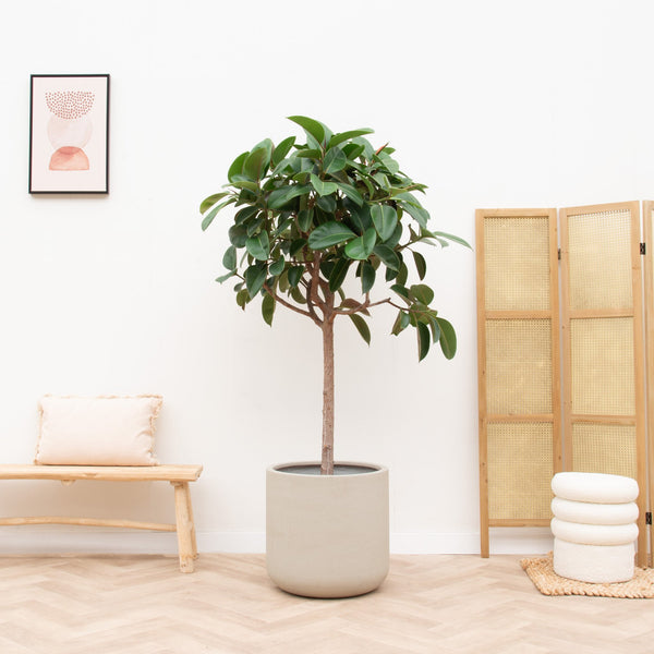 Ficus Elastica Robusta auf Stamm - 180cm kopen bij Green Bubble