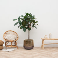 Ficus Elastica Robusta på stam - 130cm