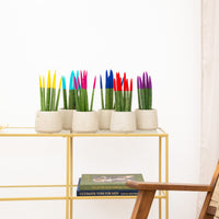 Sansevieria VELVET TOUCHZ - Gul - Ljusblå - Rosa - Blå - Röd - Lila