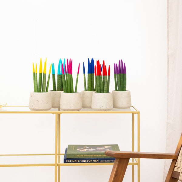 Sansevieria VELVET TOUCHZ - Gul - Lyseblå - Pink - Blå - Rød - Lilla kopen bij Green Bubble