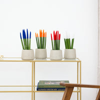 Sansevieria VELVET TOUCHZ - niebieski - pomarańczowy - czerwony - biały