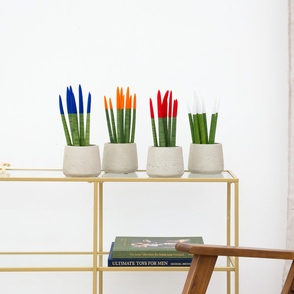 Sansevieria VELVET TOUCHZ - Blå - orange - rød - hvid kopen bij Green Bubble