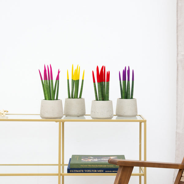 Sansevieria VELVET TOUCHZ - Pink - Gul - Rød - Lilla kopen bij Green Bubble
