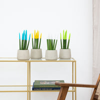 Sansevieria VELVET TOUCHZ - Lyseblå - Gul - Hvid - Grøn