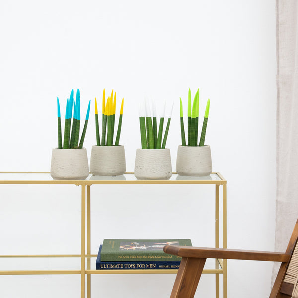 Sansevieria VELVET TOUCHZ - Lyseblå - Gul - Hvid - Grøn kopen bij Green Bubble