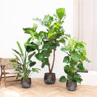 Kombi Angebot - Jungle trio - 120-180cm