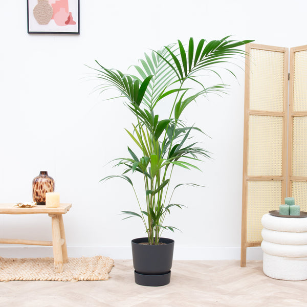 Combi deal - Kentia palm inclusief Elho Greenville - 180cm kopen bij Green Bubble