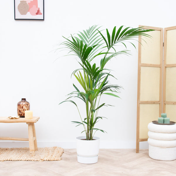 Combi deal - Kentia palm inclusief Elho Greenville - 180cm kopen bij Green Bubble