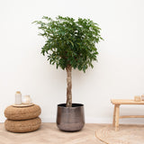 Product afbeelding 2