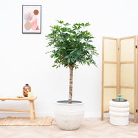 Schefflera på stilk - 170 cm