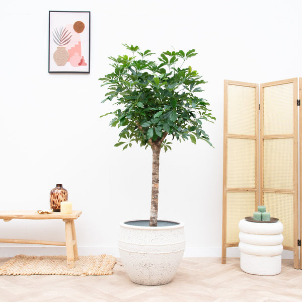 Schefflera auf Stamm - 170cm kopen bij Green Bubble