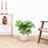 Product afbeelding 1