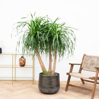 Beaucarnea Multi Stam - 140cm