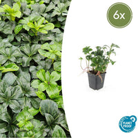 Pachysandra Terminalis 'Green Sheen' - 20cm