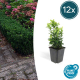 Product afbeelding 7