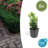 Product afbeelding 1