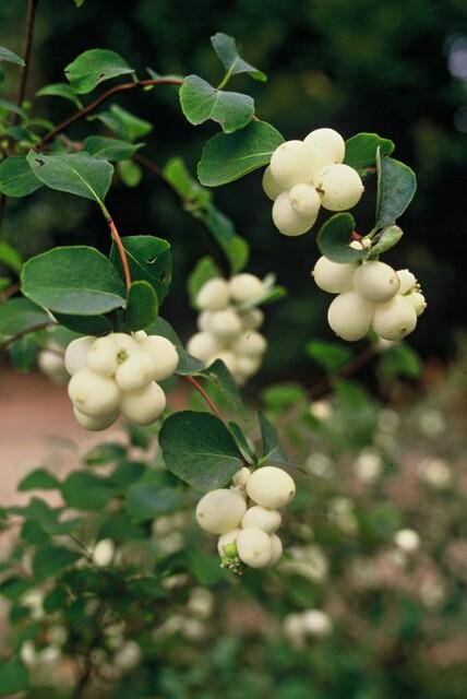 Symphoricarpos Chenaultii 'Hancock' - 20 cm kopen bij Green Bubble