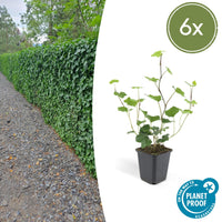 Hedera Hibernica - 20cm