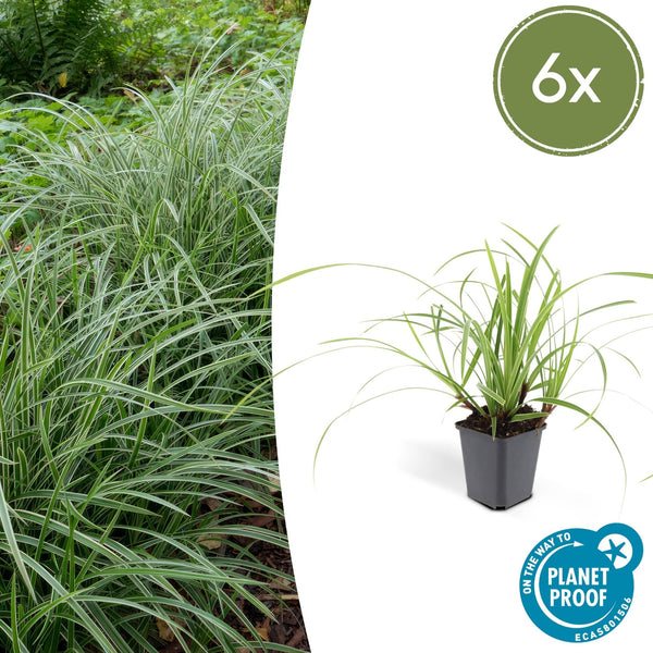Carex morrowii 'Ice Dance' - 20cm kopen bij Green Bubble