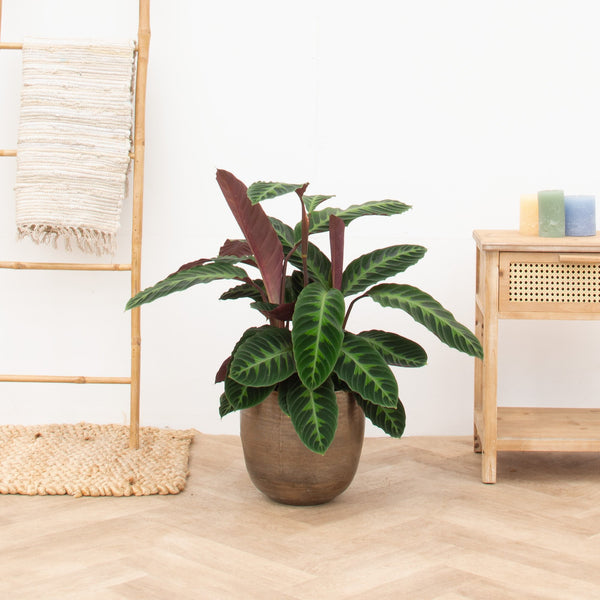 Calathea Warscewiczii  - 90cm kopen bij Green Bubble