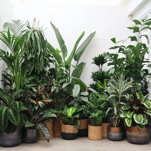 Verrassingspakket XL – 5 XL planten kopen bij Green Bubble
