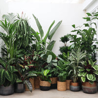 Överraskningspaket L - 5 plantor