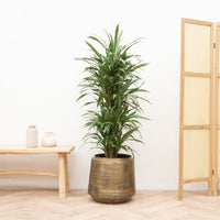 Dracaena Warneckei forgrenet - 130cm