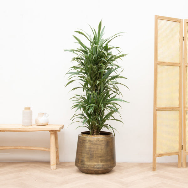 Dracaena Warneckei vertakt - 130cm kopen bij Green Bubble