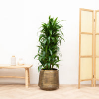 Dracaena Deremensis Janet Lind forgrenet - 120cm