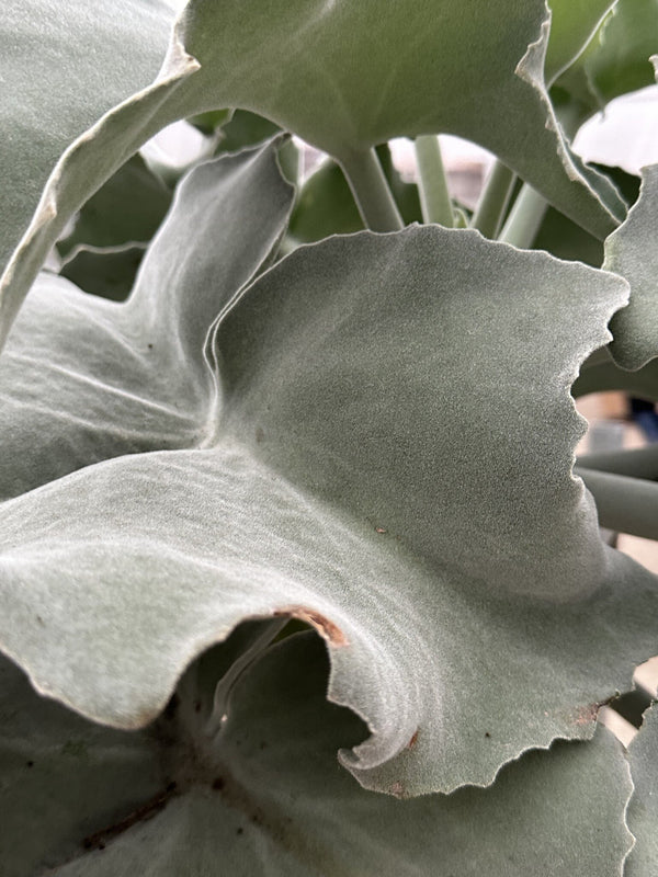 Kalanchoë Beharensis stamm - 150 cm kopen bij Green Bubble