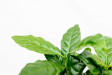 Product afbeelding 6