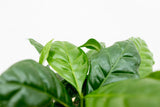 Product afbeelding 7