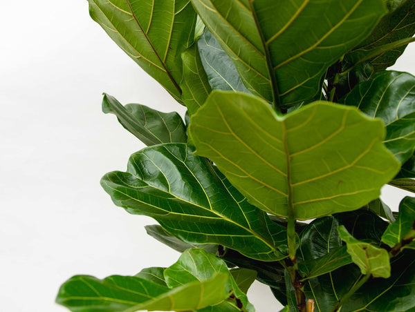 Ficus Lyrata struik - 180cm kopen bij Green Bubble