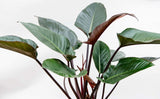 Product afbeelding 3