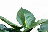 Product afbeelding 3