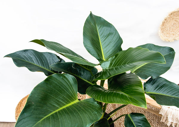 Philodendron Green Beauty - 60cm kopen bij Green Bubble