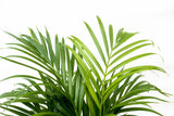 Product afbeelding 5