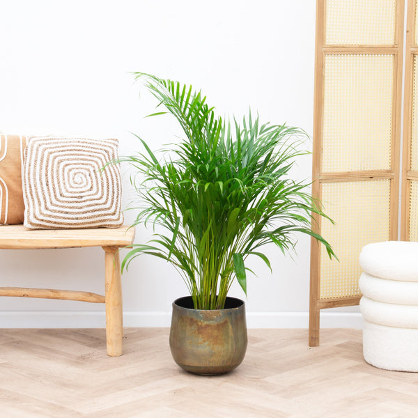 Dypsis Lutescens (Areca palm) - 110cm kopen bij Green Bubble