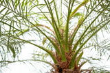 Product afbeelding 3