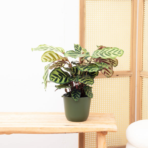 Calathea Makoyana - 55cm kopen bij Green Bubble