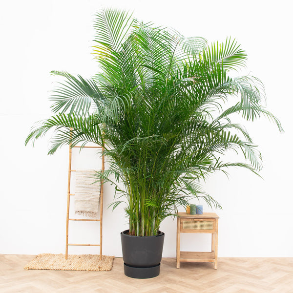 Palmier d'Areca XXL - 280cm kopen bij Green Bubble