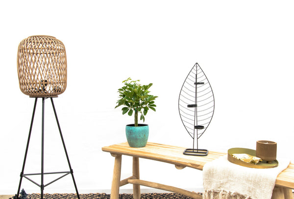 Schefflera Compacta auf Stiel - 50cm kopen bij Green Bubble