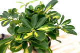 Product afbeelding 6