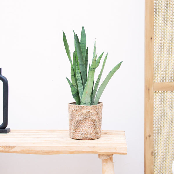Sansevieria Zeylanica - 45cm kopen bij Green Bubble