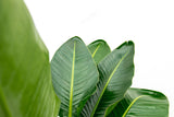Product afbeelding 5