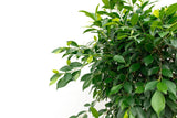 Product afbeelding 6