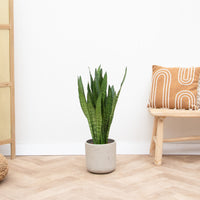 Sansevieria Zeylanica - 90cm